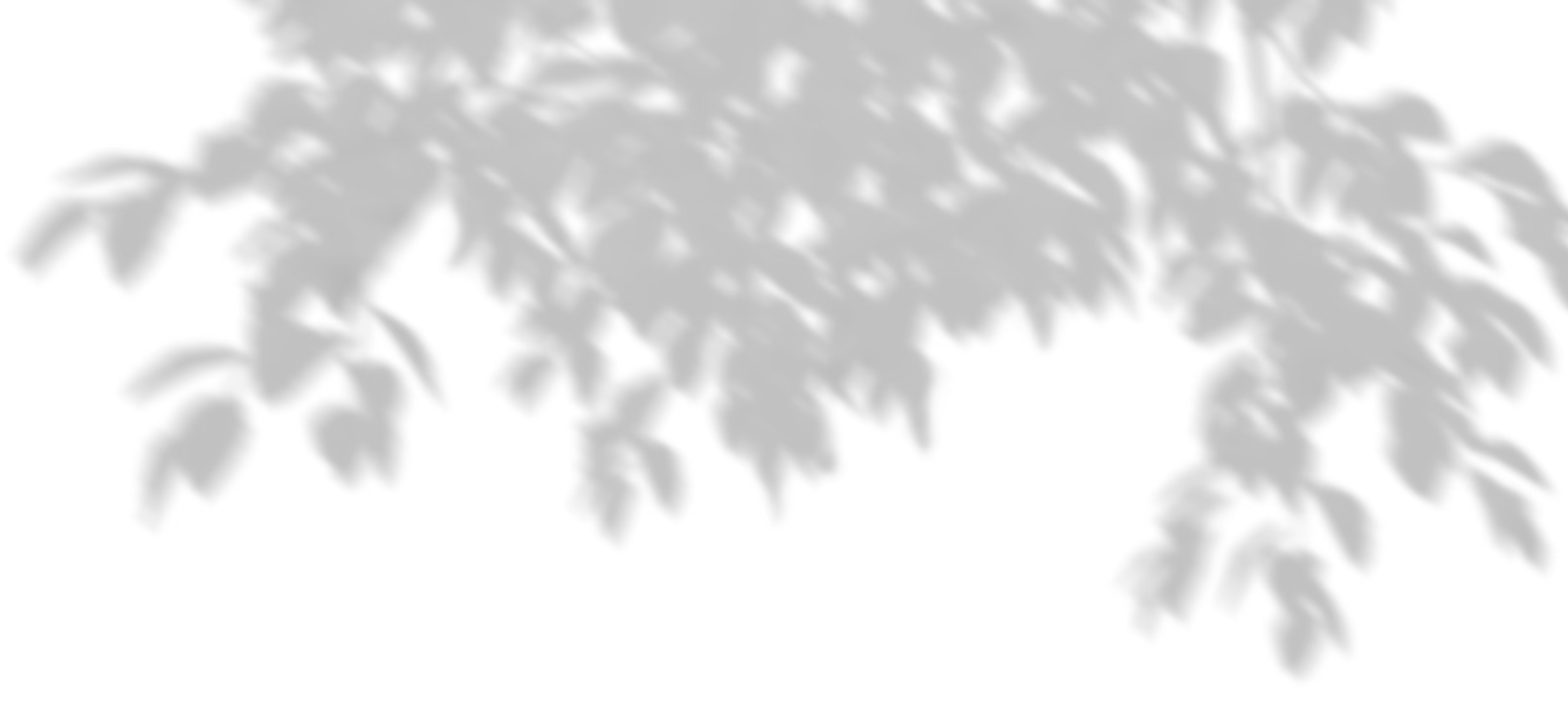 Gałąź drzewa z zielonymi liśćmi na białym tle.